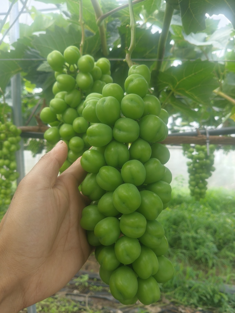 阳光玫瑰