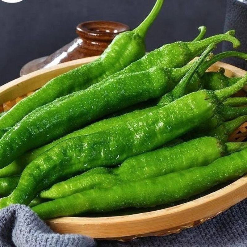 湘研55号椒大量上货