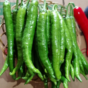 湘研55号椒大量上货