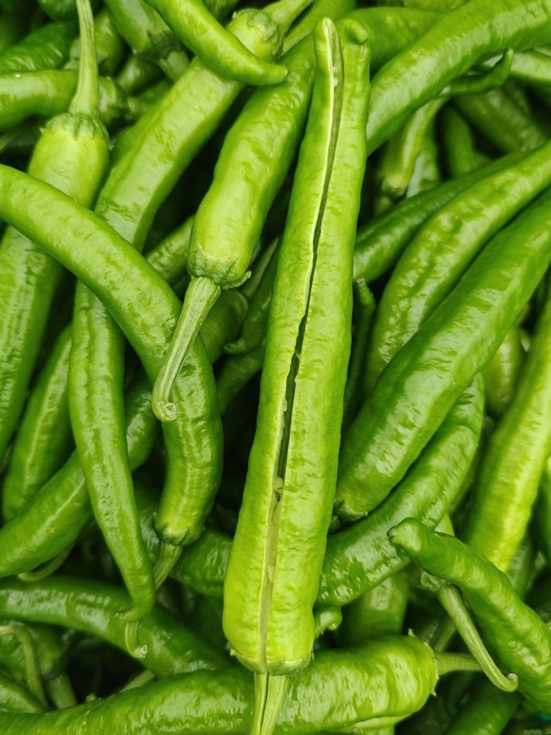 湘研55号椒大量上货