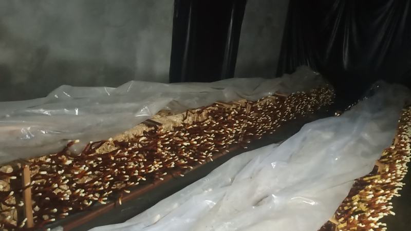 我种有鹿茸灵芝，赤灵芝