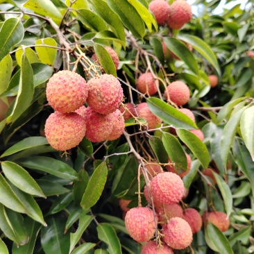 桂味荔枝