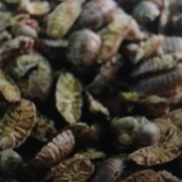江苏扬州鼠妇虫，西瓜虫。。。