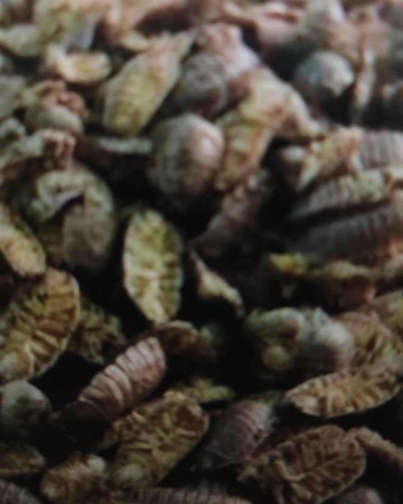 江苏扬州鼠妇虫，西瓜虫。。。