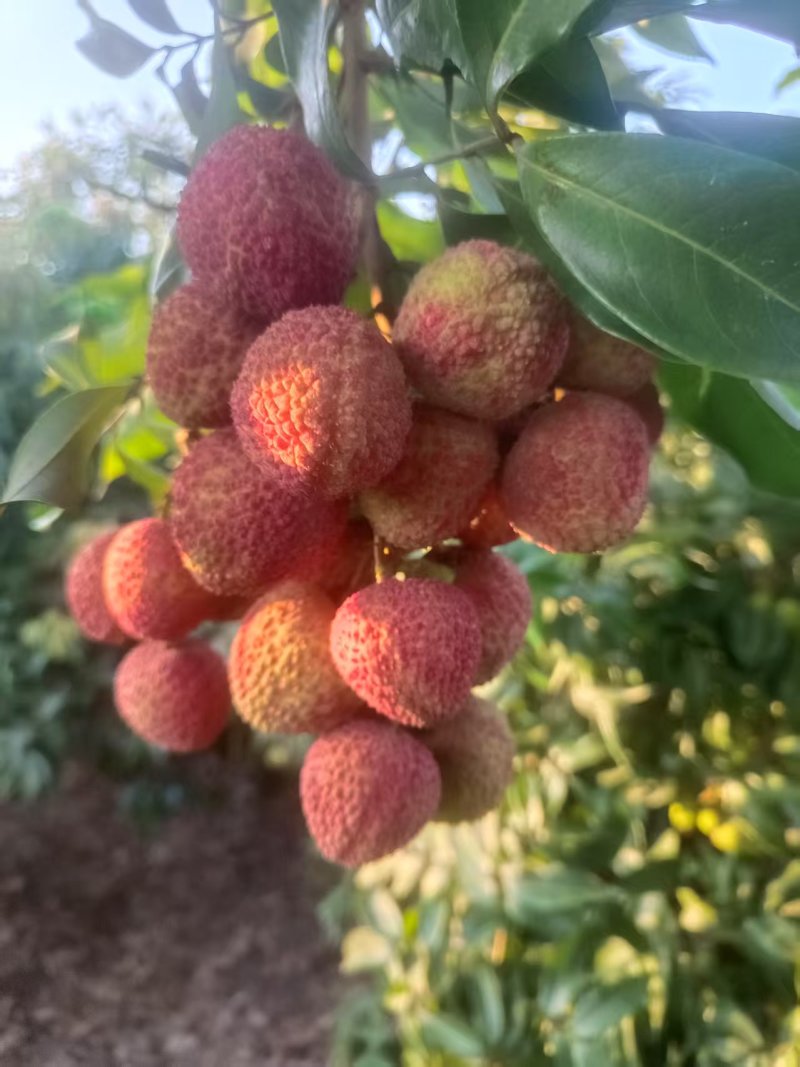 合江荔枝