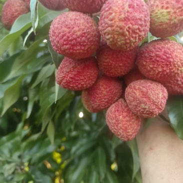 合江荔枝