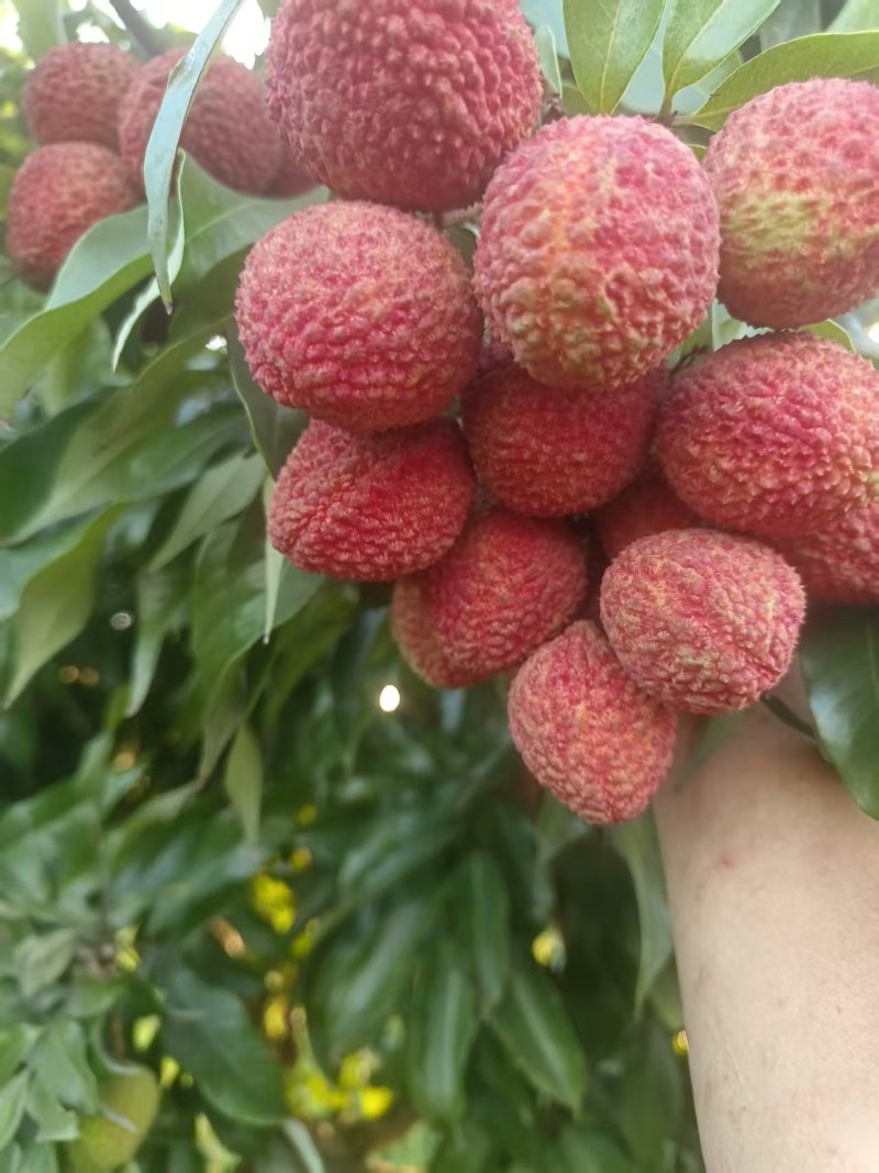 合江荔枝