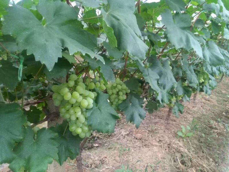 维多利亚青提
