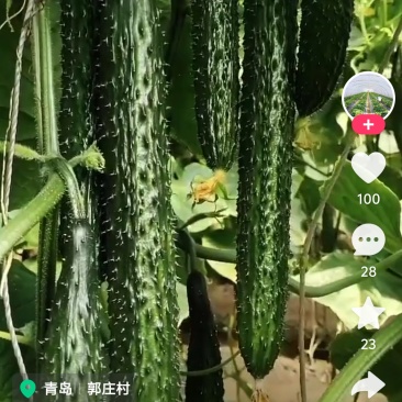 靖远富坪黄瓜精品