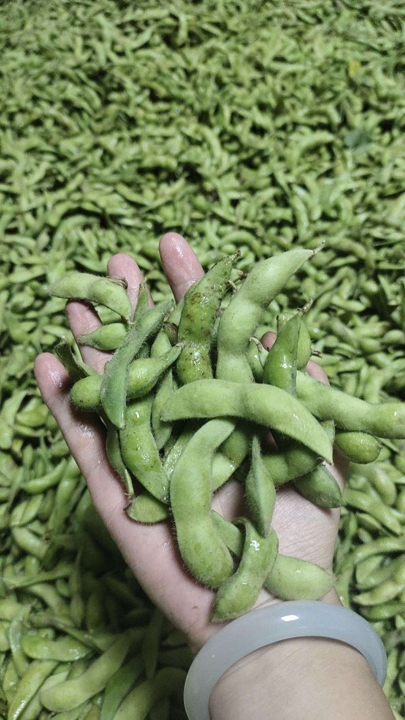 泰安毛豆