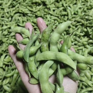 泰安毛豆