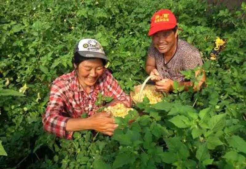 东北姑娘果产地直销，地头直接采摘，每日现摘现发，可代收代