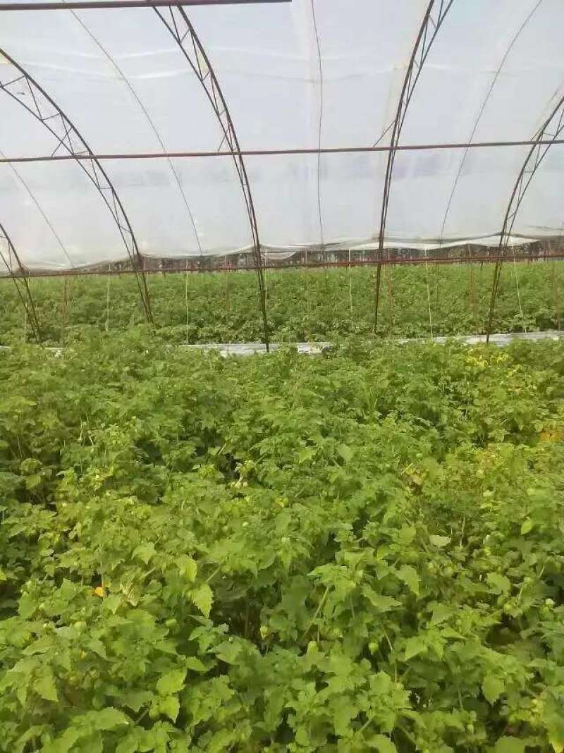 东北姑娘果产地直销，地头直接采摘，每日现摘现发，可代收代