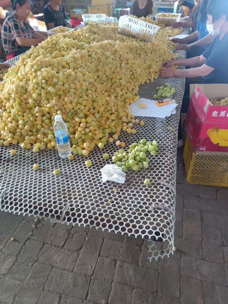 东北姑娘果产地直销，地头直接采摘，每日现摘现发，可代收代