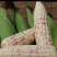 花糯粘玉米