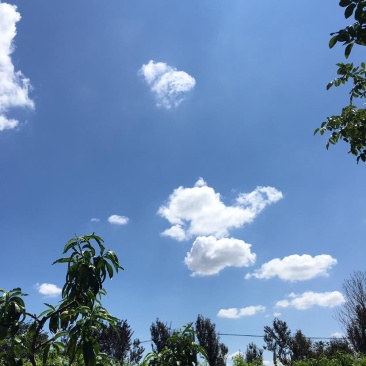 礼泉水蜜桃