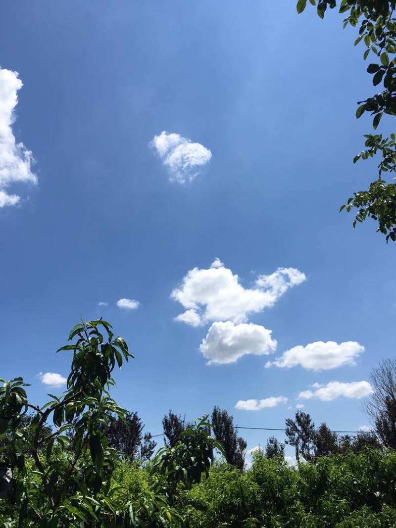 礼泉水蜜桃