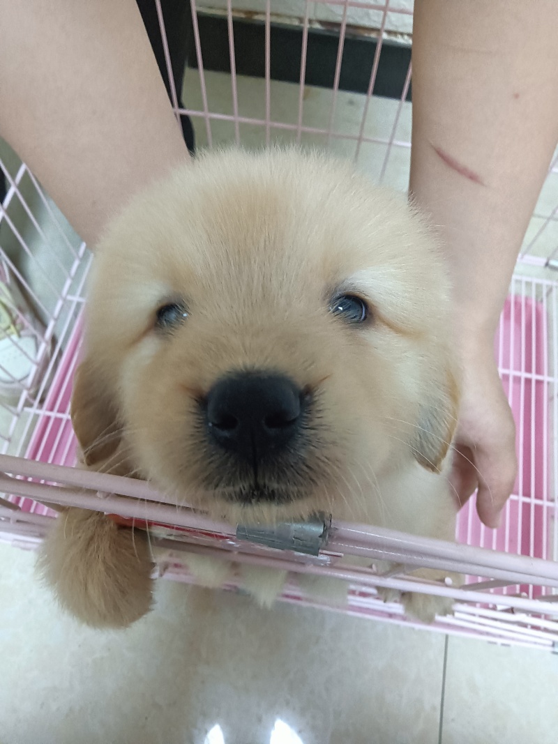 金毛
