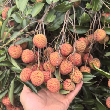 桂味