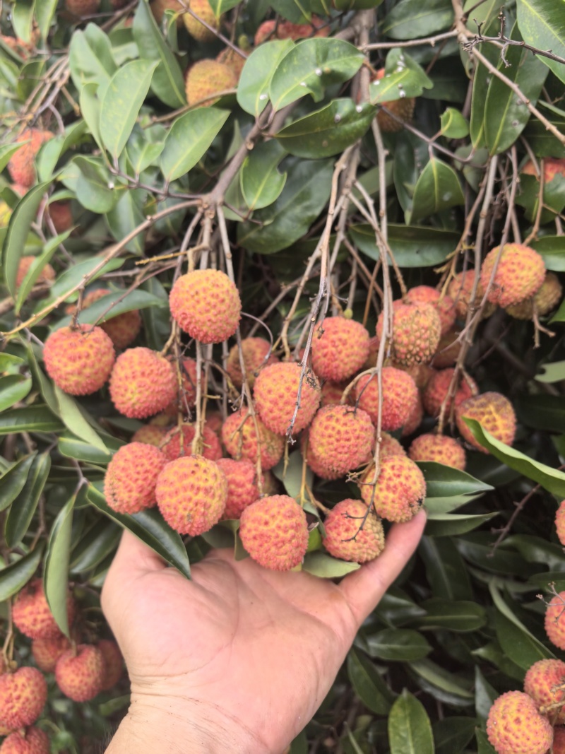桂味