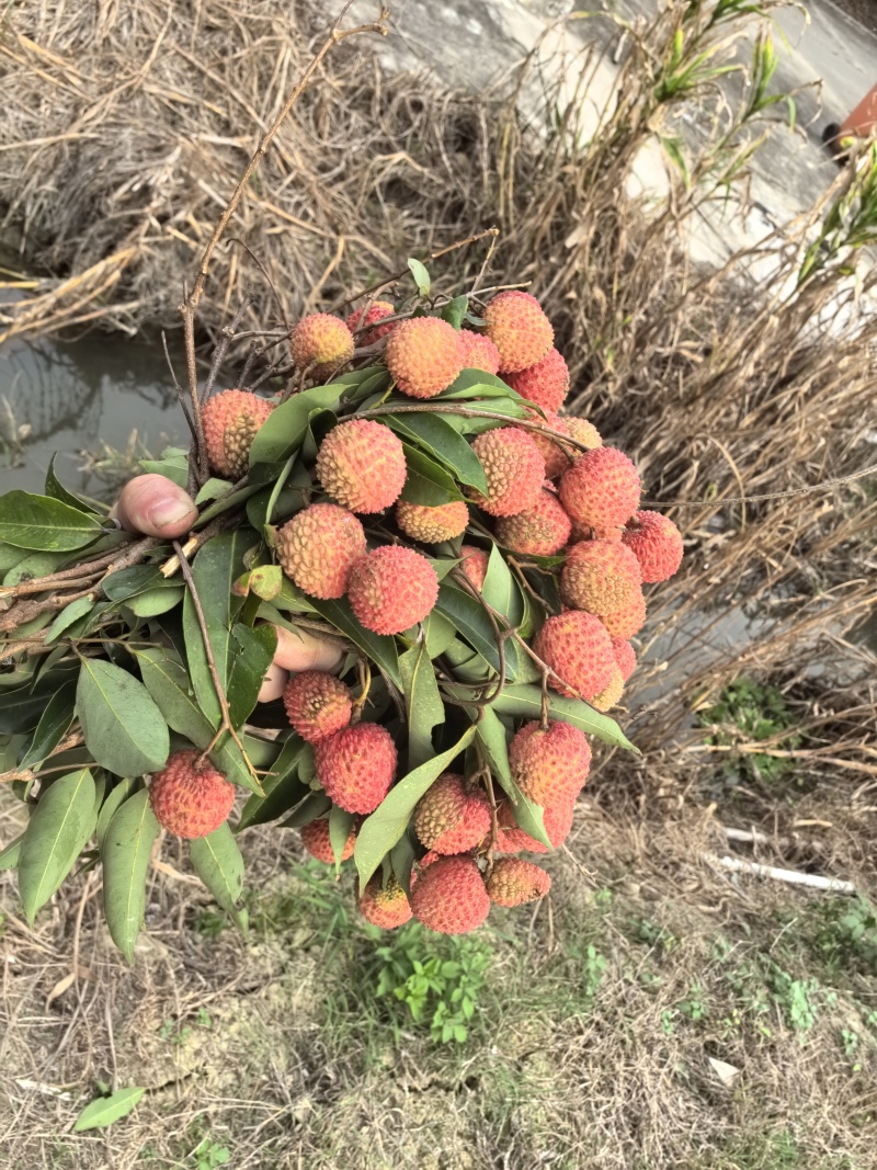 桂味