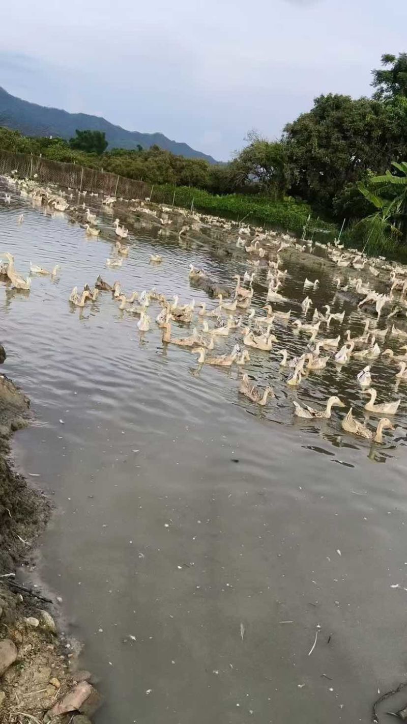 淘汰蛋鸭，3斤左右，600只，玉林，价格合适