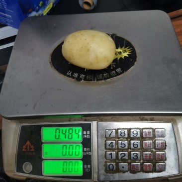 50亩土豆沃土