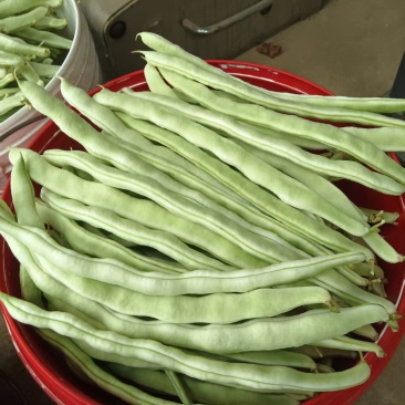 豆角，白菜