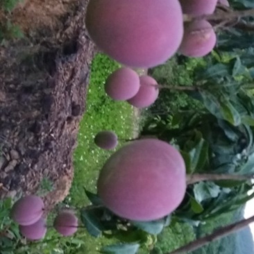 热农芒果