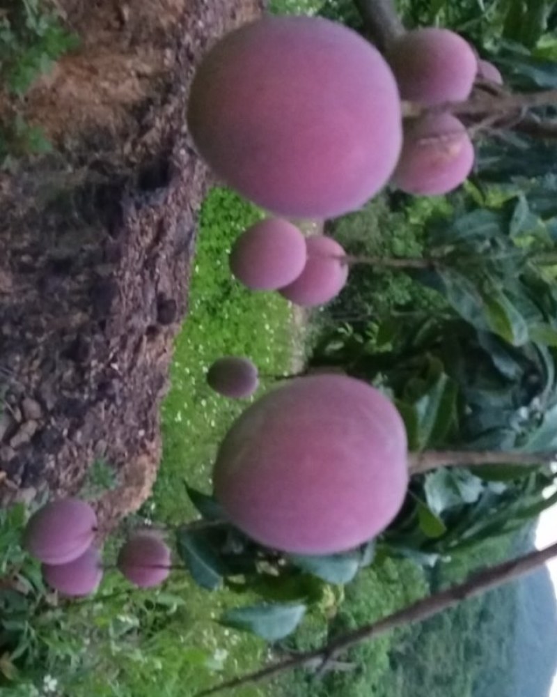 热农芒果