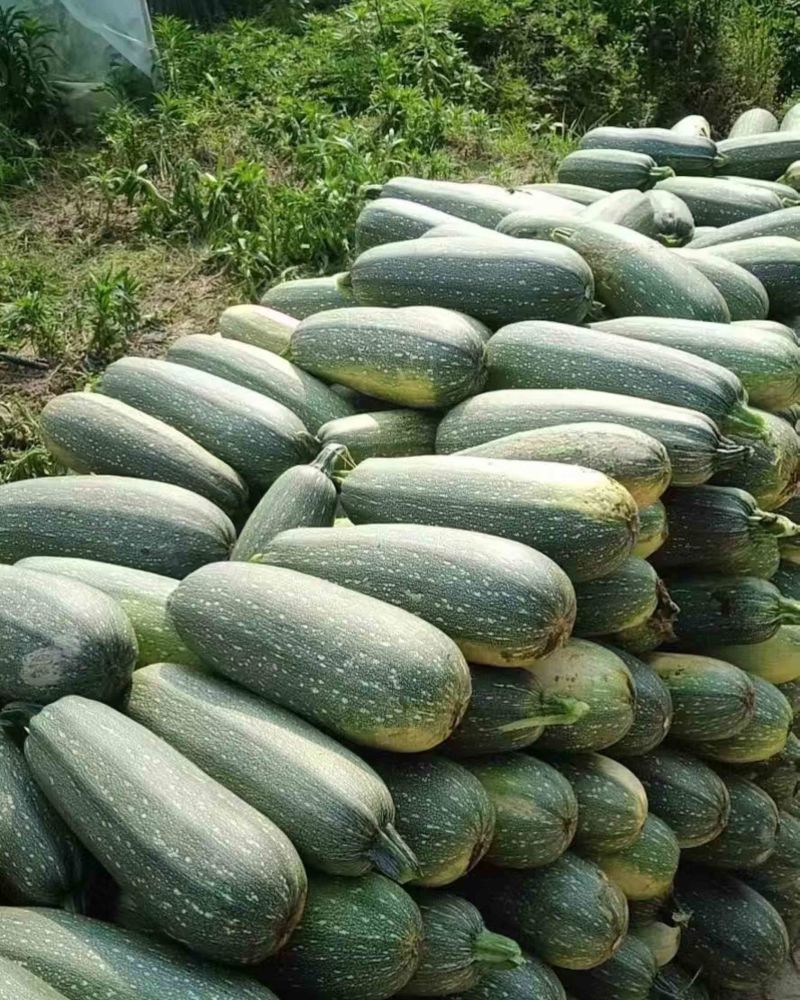 早清一代老葫芦大量有货需要的老板联系