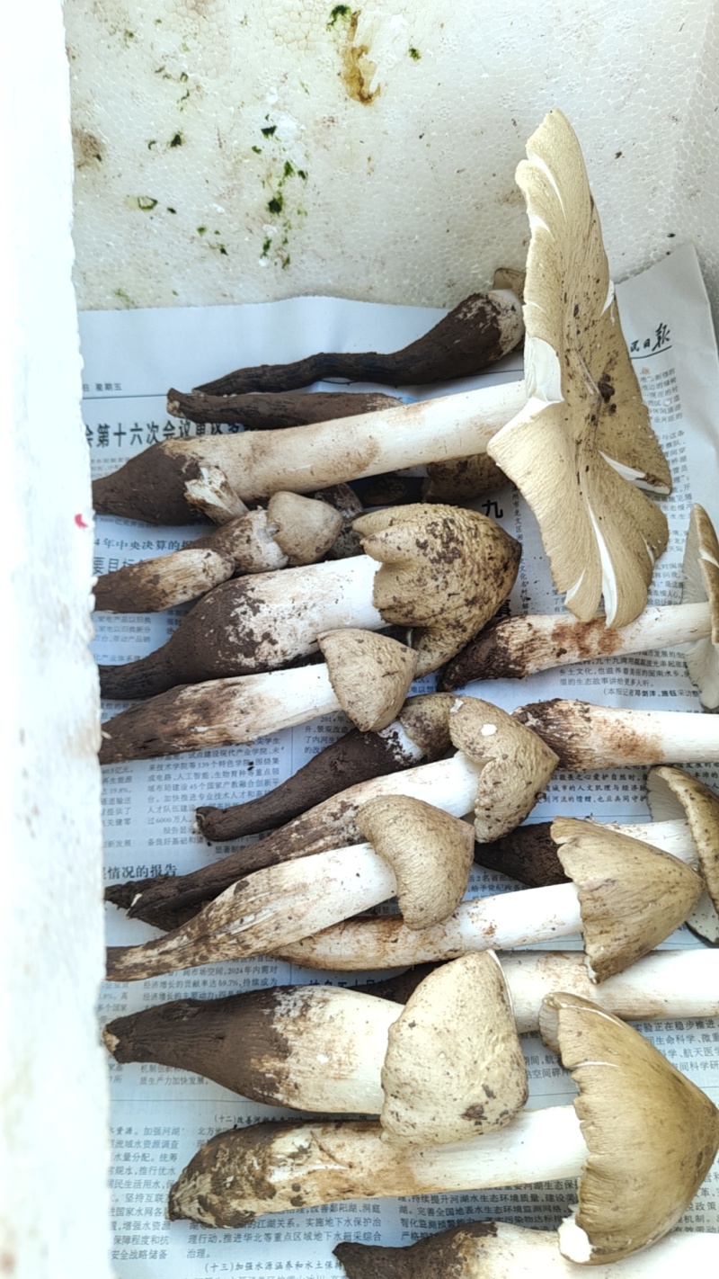 蘑菇