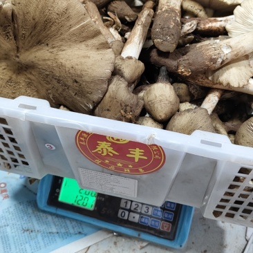 蘑菇