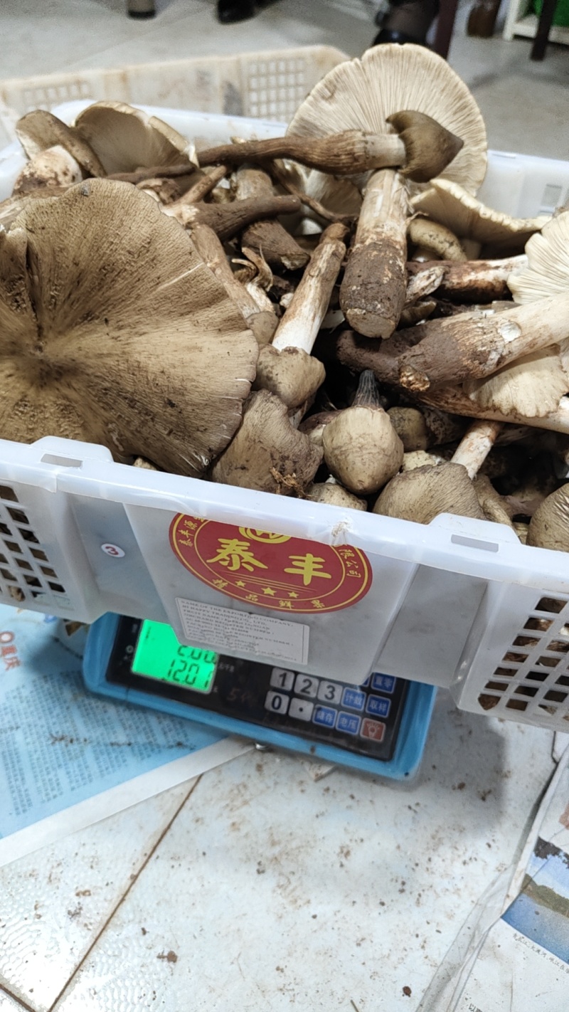 蘑菇