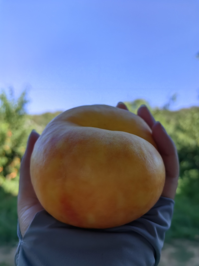 油蟠7大量现货