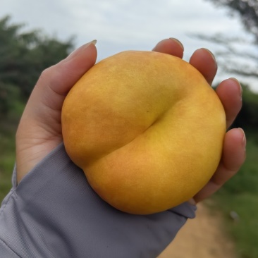 油蟠7大量现货