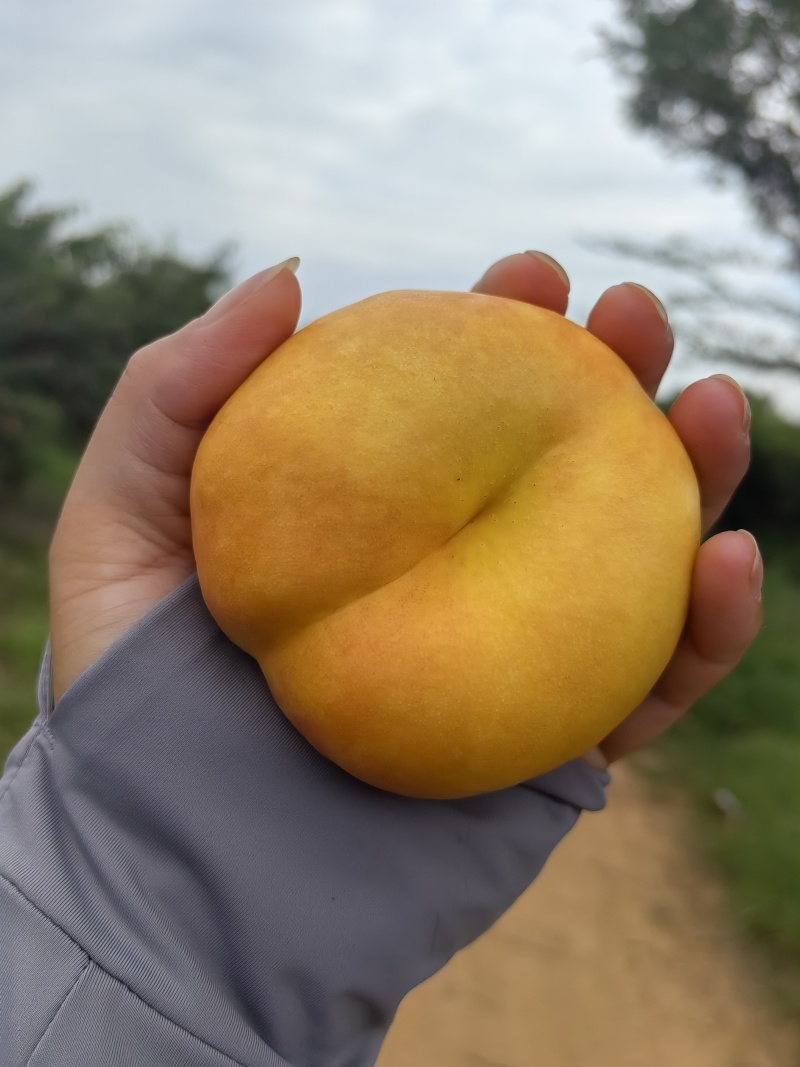 油蟠7大量现货
