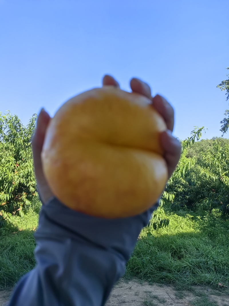 油蟠7大量现货