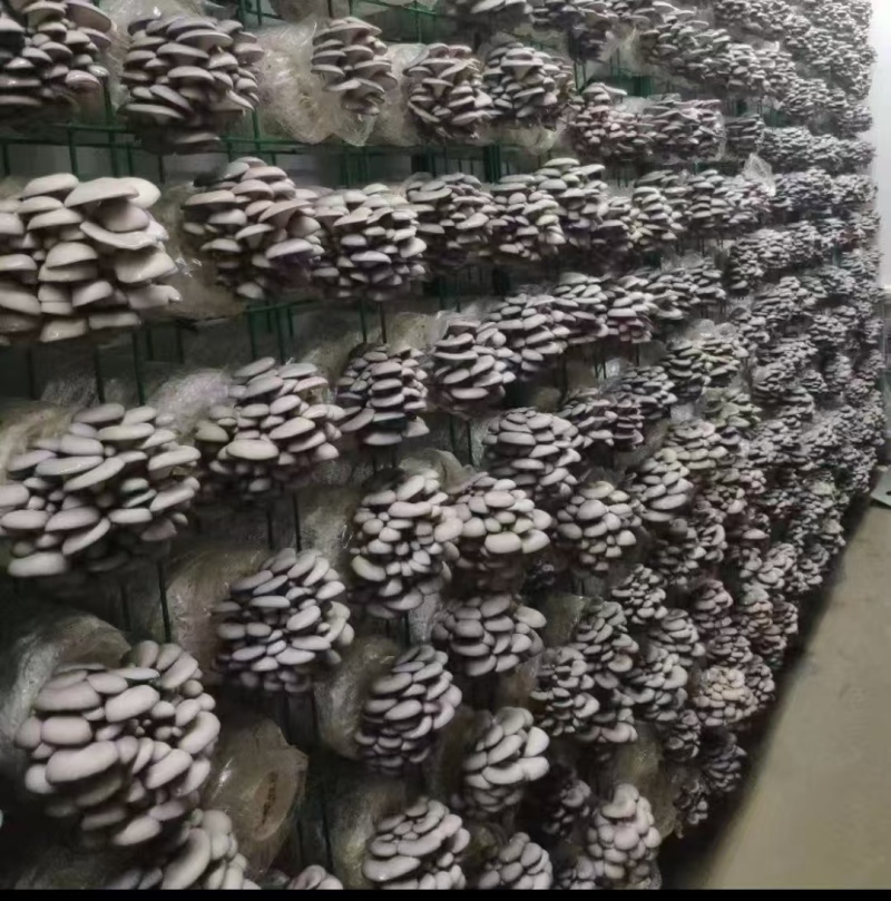 鲜平菇