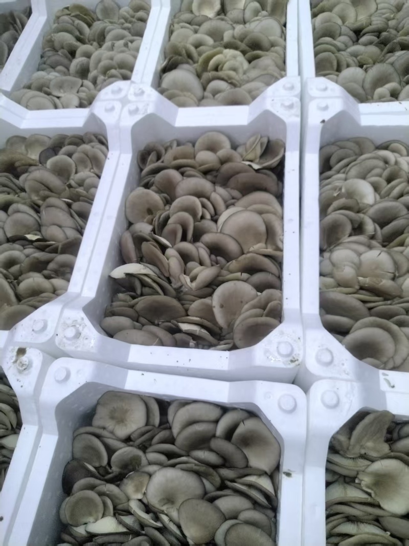 鲜平菇