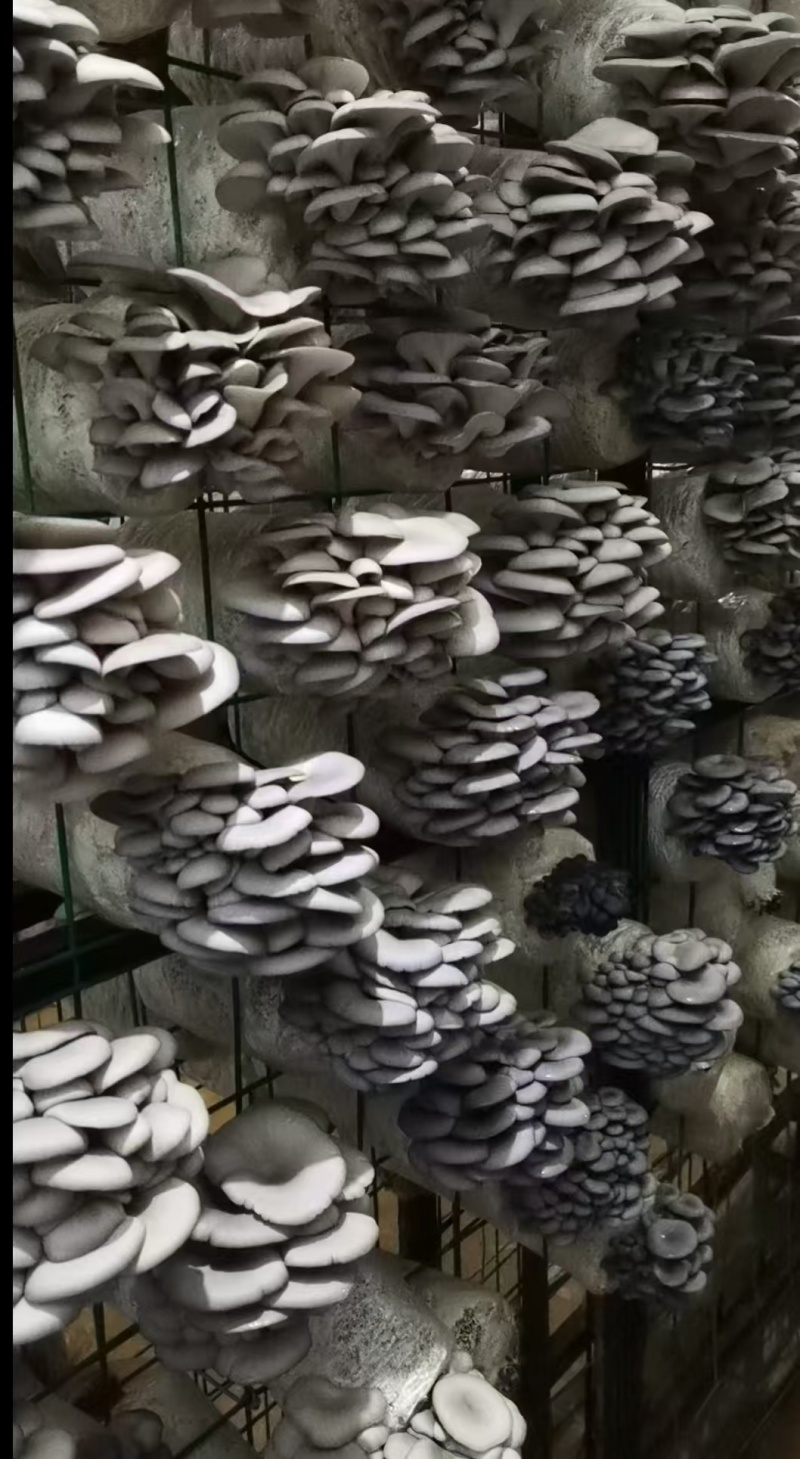 鲜平菇