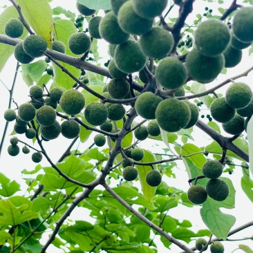 构树果