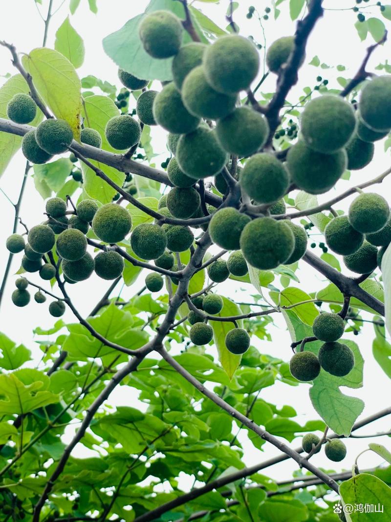 构树果