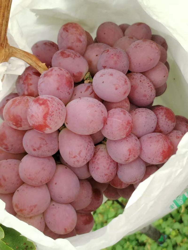 黄坪红提葡萄