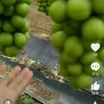 阳光玫瑰