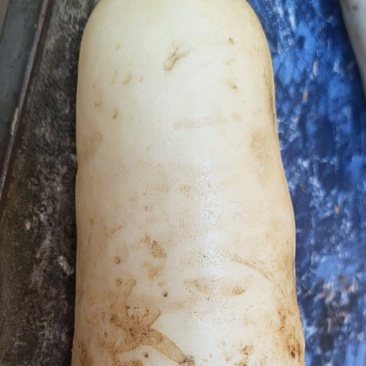 白萝卜