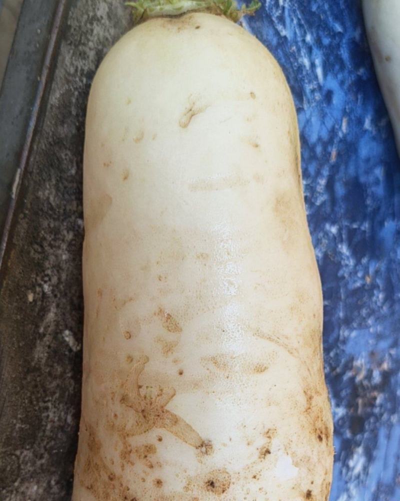 白萝卜
