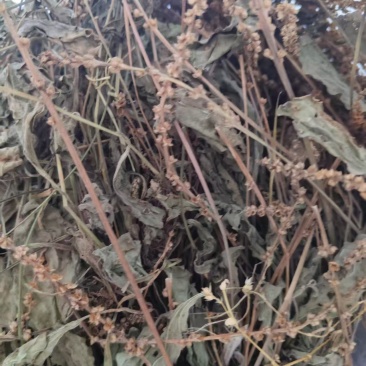 车前草