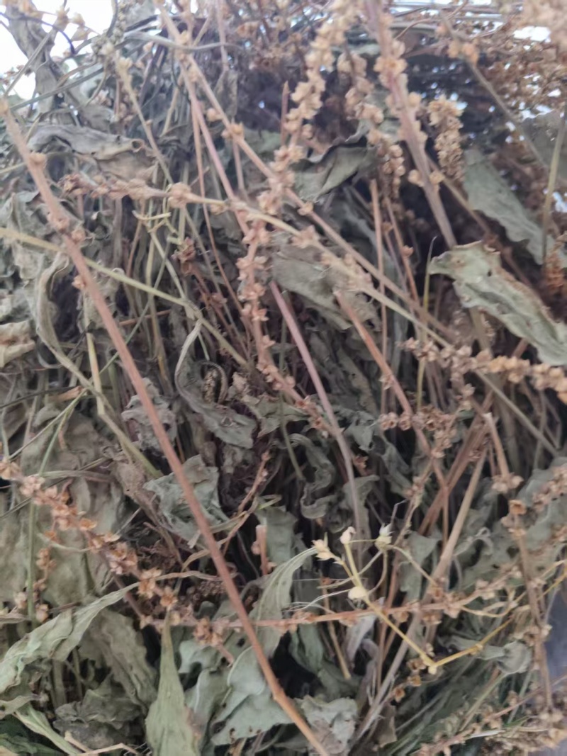 车前草
