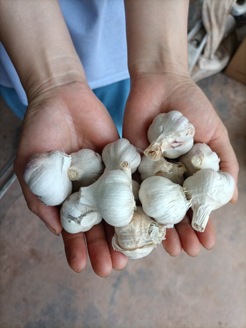 我想卖简阳今年的蒜总，现在我家里有60斤蒜总想卖出去。